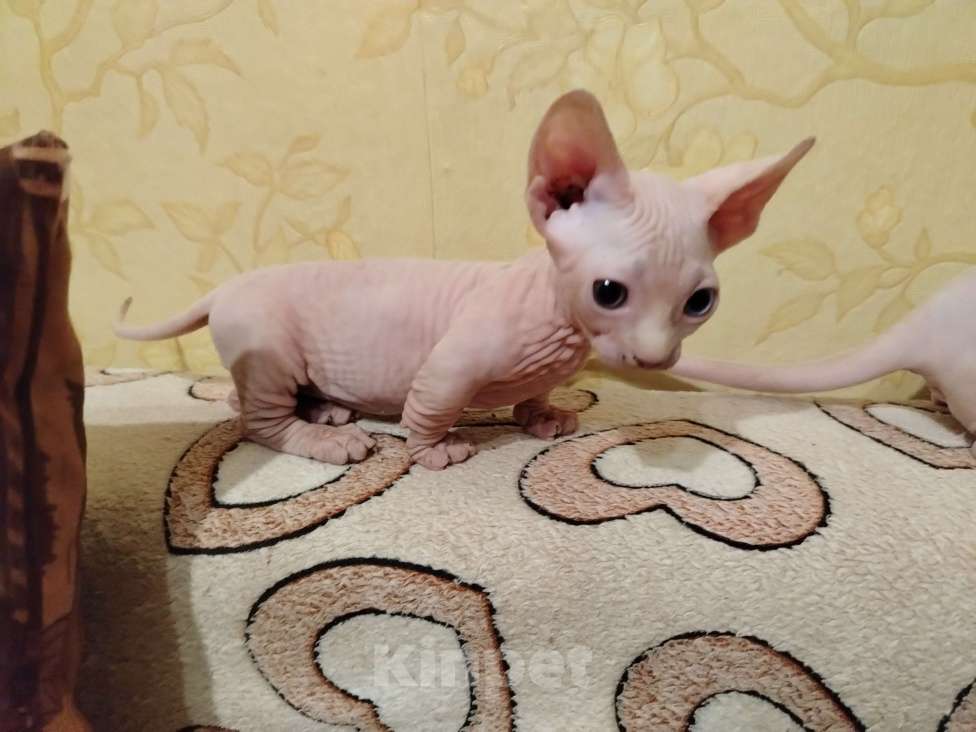 Кошки в Озерах: Продажа котят породы двельф Мальчик, 35 000 руб. - фото 2