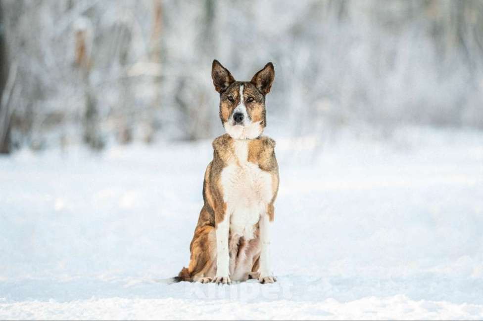 Собаки в других городах Московской области: Фрося-нежная и хрупкая душа Девочка, Бесплатно - фото 3