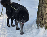 Собаки в Видном: Руфус, 2 года Мальчик, Бесплатно - фото 6