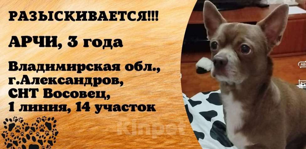 Собаки в Александрове: Пропала собака кличка Арчи в Александрове Мальчик, 5 000 руб. - фото 1