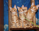 Кошки в Саратове: Котики мейн-кун Мальчик, 18 000 руб. - фото 4