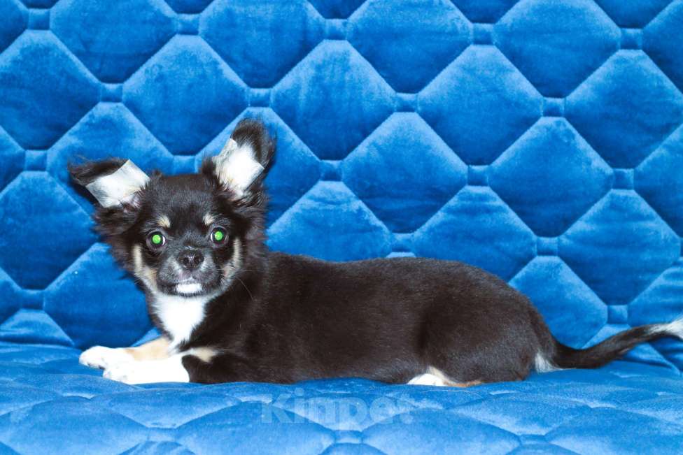 Собаки в других городах Московской области: Мальчик чихуахуа д\ш Мальчик, 25 000 руб. - фото 2