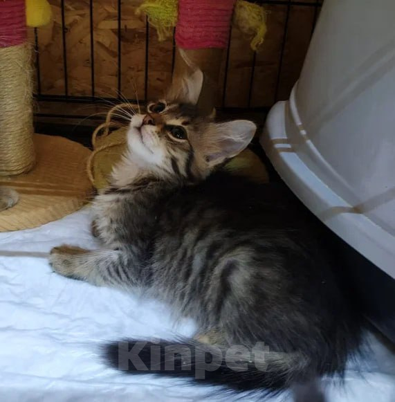 Кошки в Москве: Котенок в добрые руки Мальчик, Бесплатно - фото 1