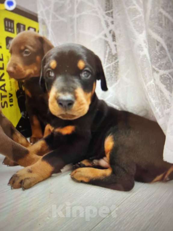 Собаки в Москве: Доберман  Девочка, 50 000 руб. - фото 2