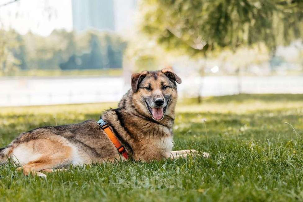 Собаки в Москве: Бро - ваш будущий лучший Друг! В добрые руки Мальчик, Бесплатно - фото 5