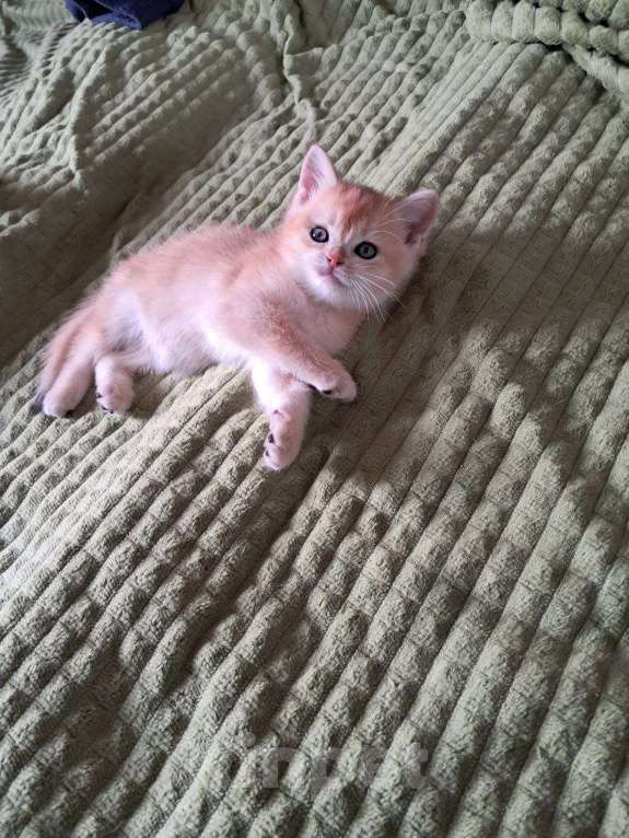 Кошки в Москве: Котенок британский. Мальчик Мальчик, 15 000 руб. - фото 4