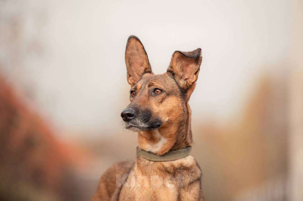 Собаки в других городах Московской области: Лиса ищет тебя Девочка, Бесплатно - фото 3