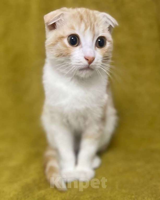 Кошки в Москве: Вислоухий котенок Роджер ищет своих котородителей Мальчик, Бесплатно - фото 3