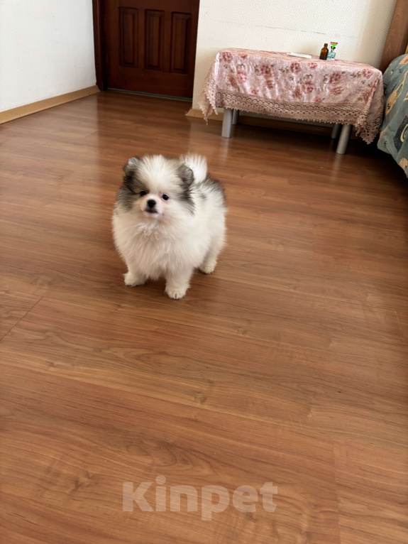 Собаки в Санкт-Петербурге: Эксклюзивный мальчик померанского шпица, Морис  Мальчик, 40 000 руб. - фото 1