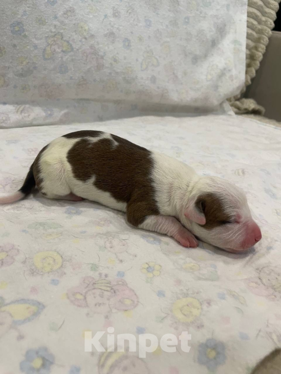 Собаки в Мурманске: Щенки стаффа, РКФ Девочка, Бесплатно - фото 4