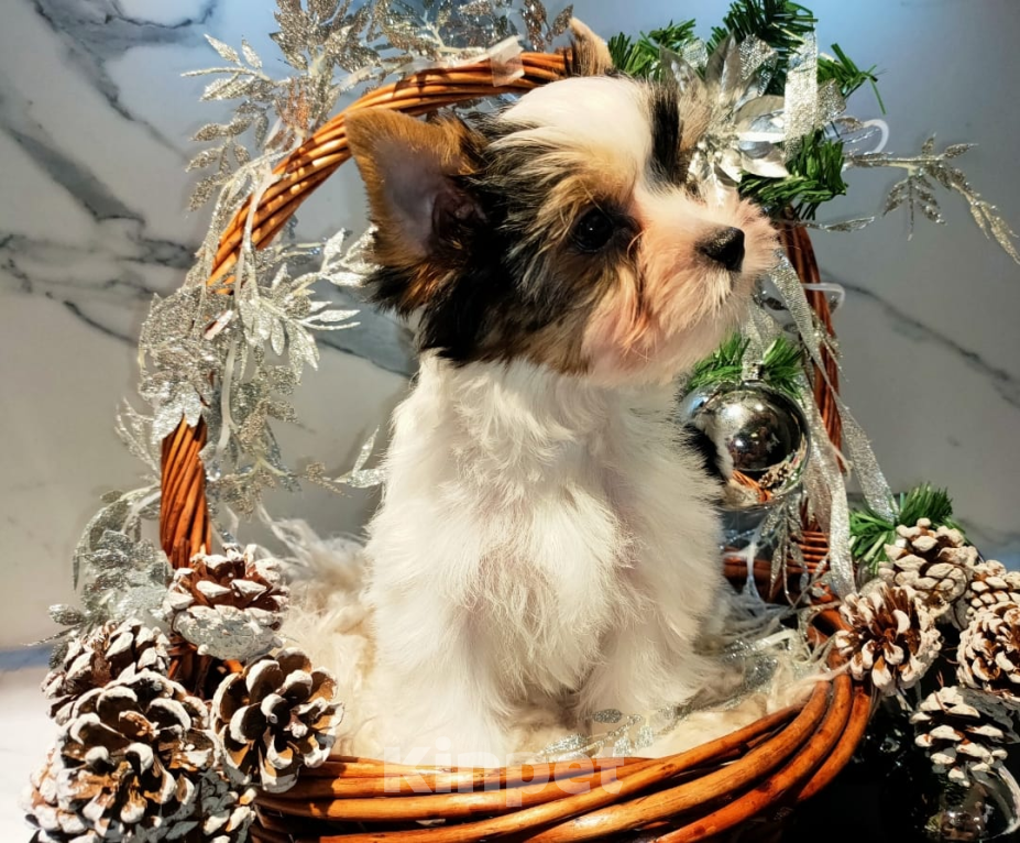 Собаки в других городах Московской области: Маленький джентльмен Ролекс Мальчик, 105 000 руб. - фото 3