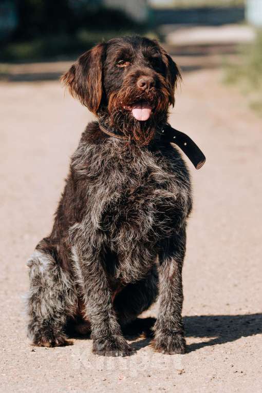 Собаки в Москве: Капитан Борода в приюте Мальчик, Бесплатно - фото 4