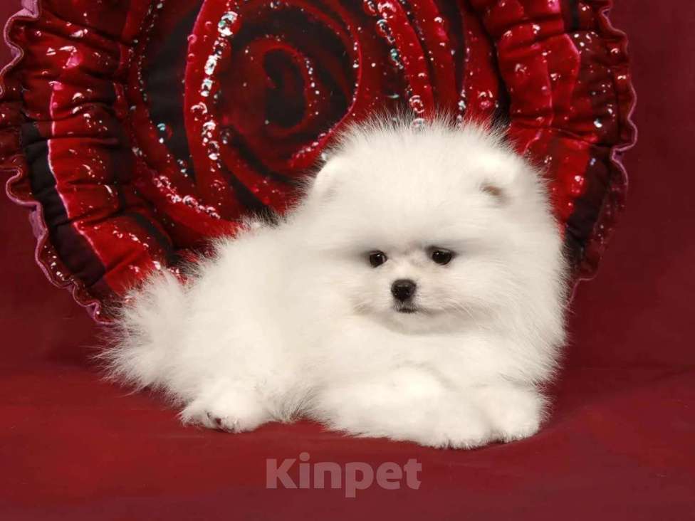 Собаки в Москве: Померанский мини шпиц Девочка, 50 000 руб. - фото 2