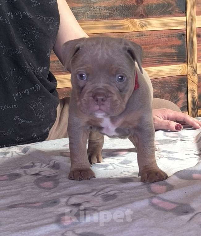 Собаки в Черногорске: Девочка Девочка, 110 000 руб. - фото 2