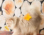 Кошки в Санкт-Петербурге: Роскошный британский котик Мальчик, 30 000 руб. - фото 1