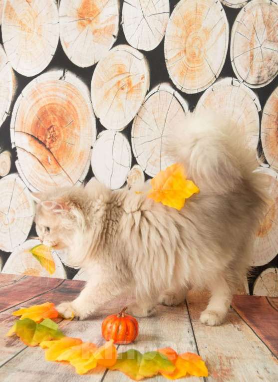 Кошки в Санкт-Петербурге: Роскошный британский котик Мальчик, 30 000 руб. - фото 1