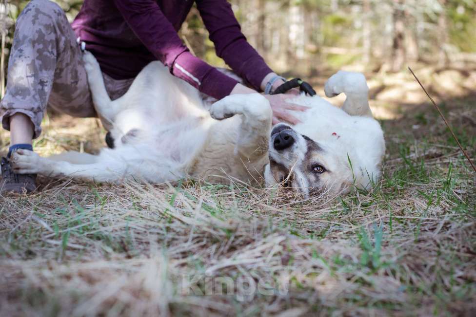 Собаки в Москве: Молодой, добрый пёсель в добрые руки Мальчик, Бесплатно - фото 8