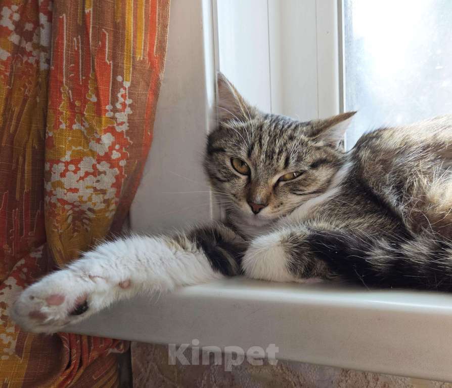 Кошки в Екатеринбурге: Кошечка Тося табби/белый Девочка, Бесплатно - фото 2