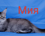 Кошки в Чайковском: Мия Девочка, 40 000 руб. - фото 1
