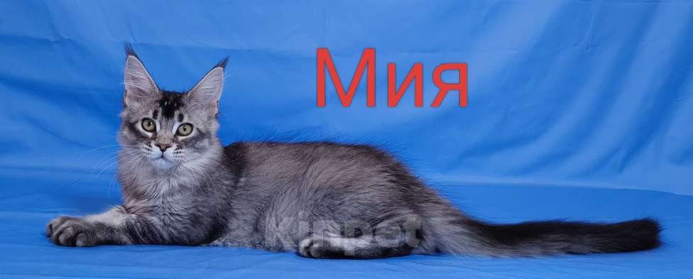 Кошки в Чайковском: Мия Девочка, 40 000 руб. - фото 1