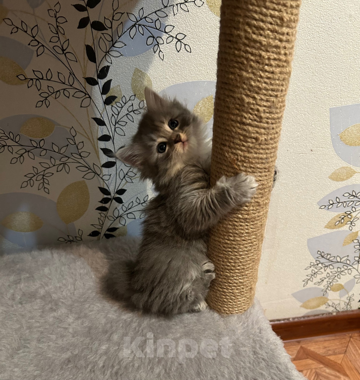 Кошки в Волгограде: Шотландская прямоухая кошечка Девочка, 3 000 руб. - фото 3