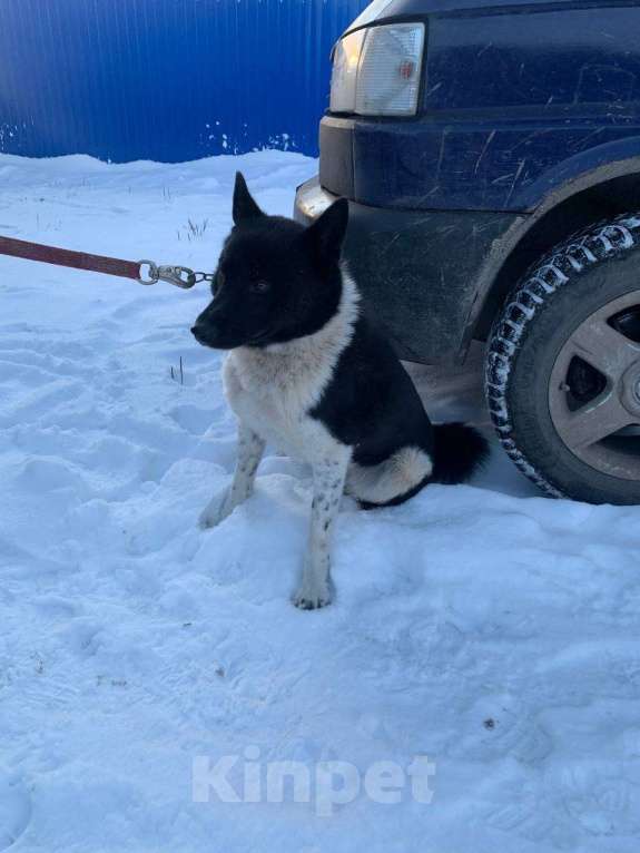 Собаки в Луге: В добрые руки Мальчик, Бесплатно - фото 1