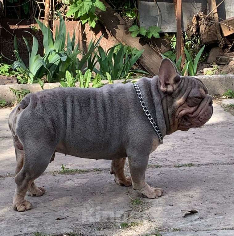 Собаки в других городах Воронежской области: Малыш Бигроп  Мальчик, 200 000 руб. - фото 10