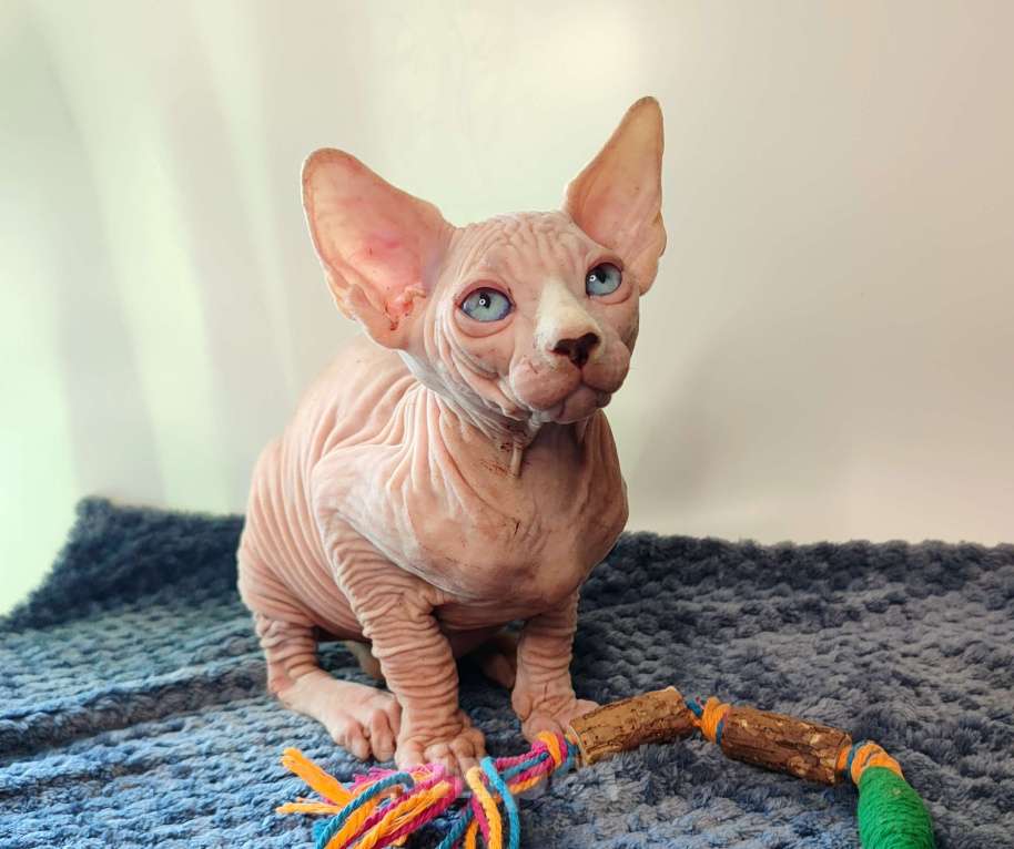 Кошки в других городах Краснодарского края: Канадский сфинкс, эльф страйт Мальчик, 25 000 руб. - фото 3