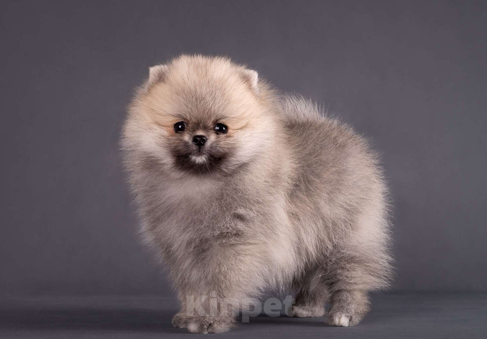 Собаки в Москве: Немецкий шпиц, померанский шпиц, щенок Девочка, 75 000 руб. - фото 7