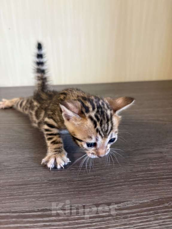 Кошки в Екатеринбурге: Бенгальские чистокровные котята с документами Мальчик, 10 000 руб. - фото 7