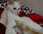 Кошки в Вологде: Котёнок  Мальчик, Бесплатно - фото 2