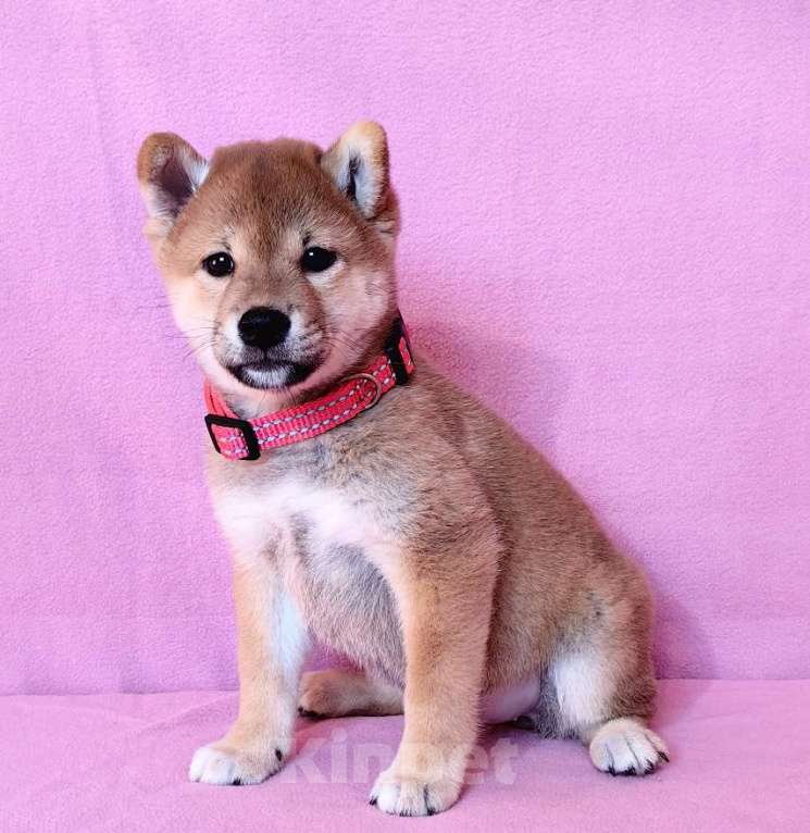 Собаки в Москве: Сиба ину. Девочка - 2 мес. Девочка, 60 000 руб. - фото 5