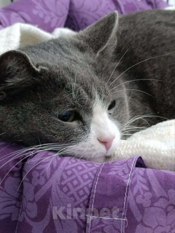 Кошки в Мурином: Подарите дом настоящей труженице! 🐾 Девочка, Бесплатно - фото 1