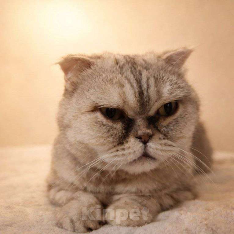 Кошки в Люберцах: Представляем вам очаровательную кошечку Эммочку! Девочка, Бесплатно - фото 6