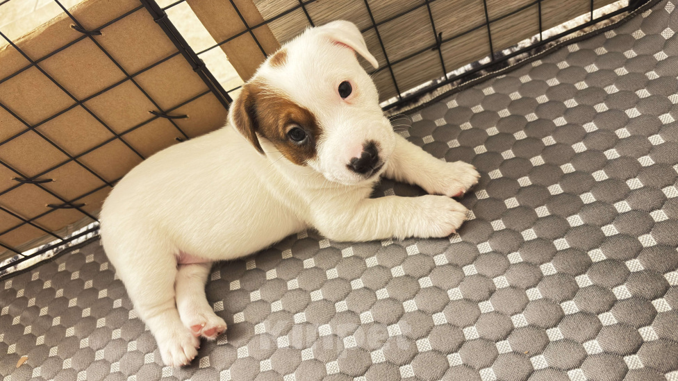 Собаки в Москве: Щенок джек-рассел-терьер от титулованных родителей Мальчик, 1 руб. - фото 2