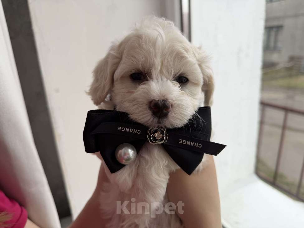 Собаки в Иваново: Той-пудель Мальчик, 80 000 руб. - фото 3