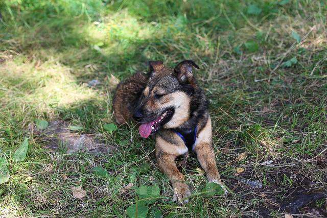 Собаки в Москве: Мулан Девочка, Бесплатно - фото 12