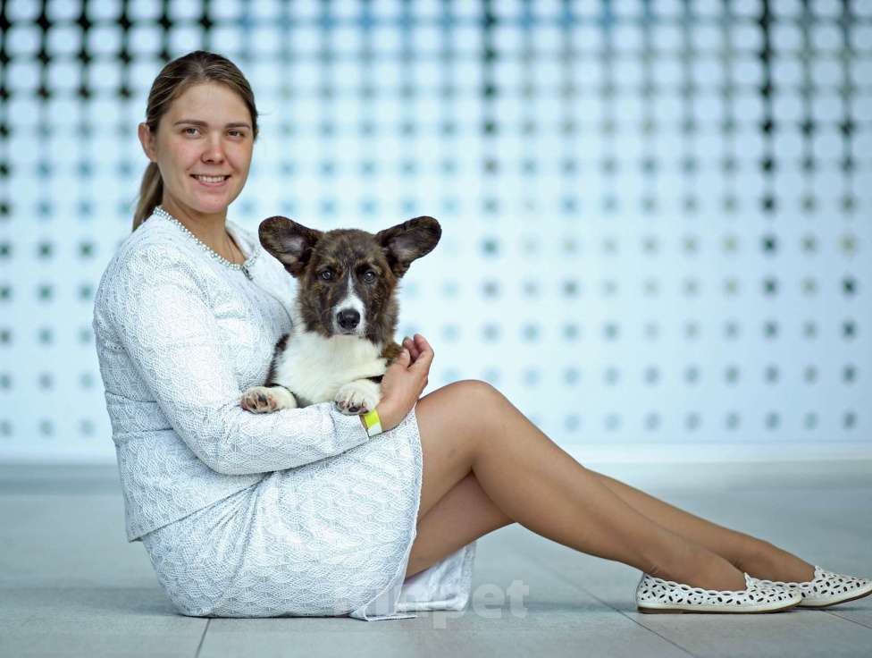 Собаки в Санкт-Петербурге: Великолепный щенок вельш-корги кардиган Мальчик, 50 000 руб. - фото 5