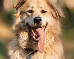 Собаки в Москве: Шикарный пёс Нортон в добрые руки. Мальчик, 1 руб. - фото 3