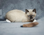 Кошки в Москве: Тайский котенок Вайт в дар Мальчик, Бесплатно - фото 3