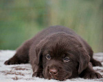 Собаки в Владикавказе: Щенок лабрадора, 45 000 руб. - фото 1