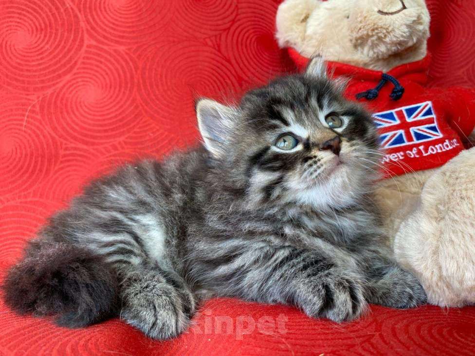 Кошки в Краснодаре: Котик лесного окраса Мальчик, 35 000 руб. - фото 2