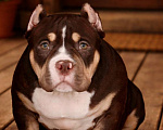 Собаки в Санкт-Петербурге: Американский булли Мальчик, 110 000 руб. - фото 1