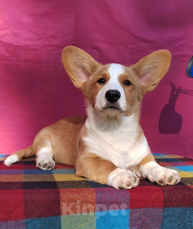 Собаки в Екатеринбурге: Щенки Корги Кардиган  Мальчик, Бесплатно - фото 7