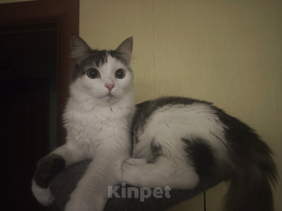 Кошки в Москве: Кошечка Снежинка в добрые руки Девочка, Бесплатно - фото 2