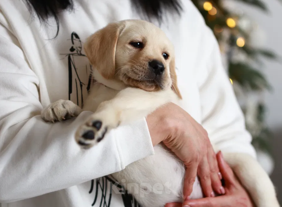 Собаки в Москве: Палевые щенки Лабрадора  Девочка, 18 000 руб. - фото 2