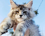 Кошки в других городах Ленинградской области: Котята в "руковичках", милые  котята, техцветные "черепашк" приносят в дом счастье и достаток. Девочка, 45 000 руб. - фото 1