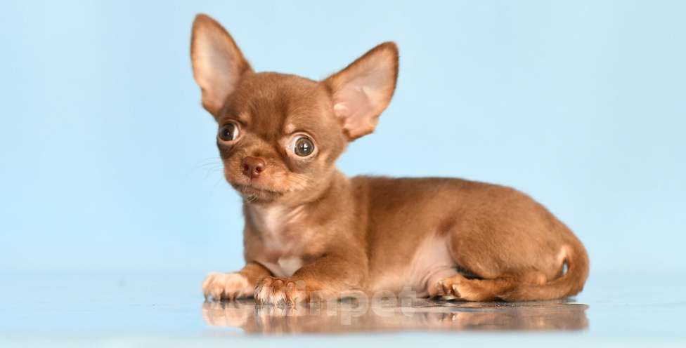 Собаки в Раменском: Арик Мальчик, 55 000 руб. - фото 2