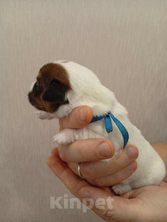 Собаки в Дмитрове: Мальчик Мальчик, 30 000 руб. - фото 3