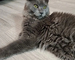 Кошки в Санкт-Петербурге: Котенок мейн-кун мальчик Мальчик, 16 000 руб. - фото 1